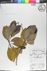 Psychotria plumieri image