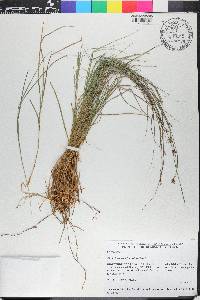 Rhynchospora uniflora image