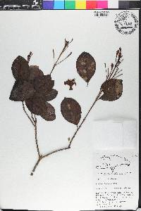 Picardaea cubensis image