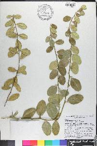 Severinia buxifolia image