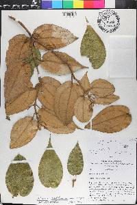 Miconia cordilamina image