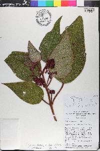 Miconia berteroi image