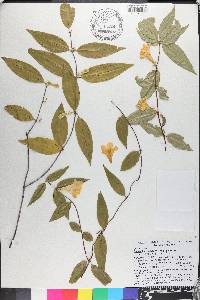 Gelsemium sempervirens image