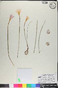Zephyranthes insularum image
