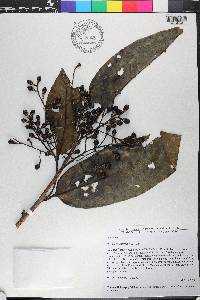 Ocotea leucoxylon image