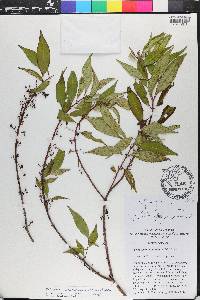 Miconia acuminoides image