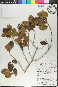 Symplocos domingensis image