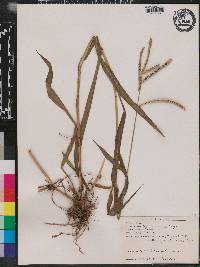 Paspalum boscianum image
