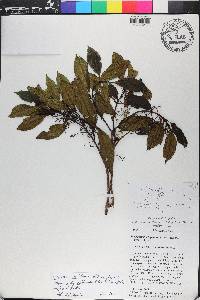 Miconia antillana image