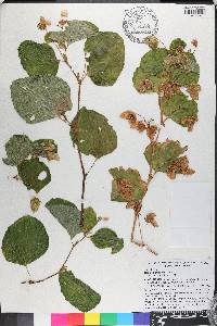 Begonia cucullata image