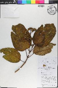Miconia favosa image