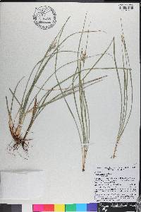 Carex dasycarpa image