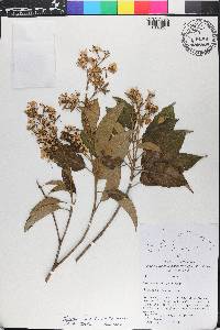 Miconia bicolor image