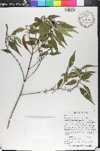 Miconia acuminoides image