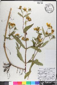 Bidens laevis image