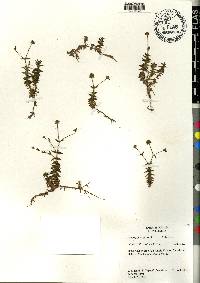Perama hirsuta image