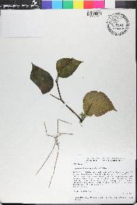 Peperomia hernandiifolia image