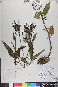 Verbena hastata image