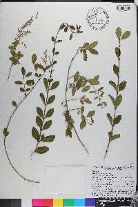 Ligustrum sinense image