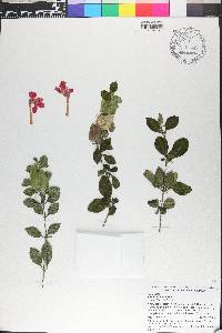 Barleria repens image