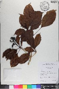 Dendropanax caucanus image