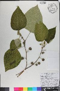 Broussonetia papyrifera image