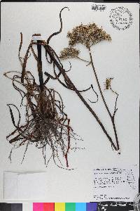 Lachnanthes caroliniana image