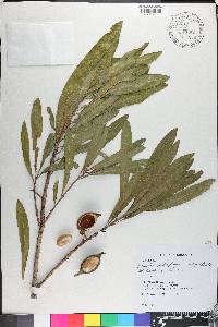 Pouteria salicifolia image