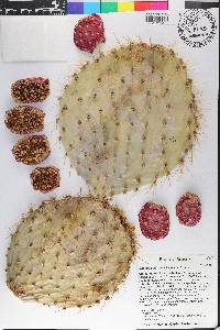 Opuntia chlorotica image