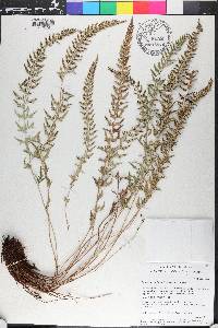 Polystichum tridens image