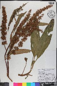 Rumex verticillatus image