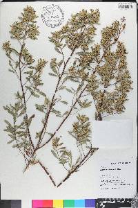 Baccharis microdonta image