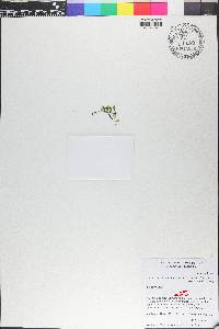 Didymoglossum punctatum image