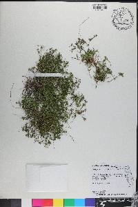 Polypremum procumbens image