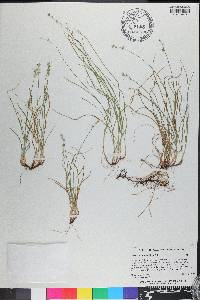 Carex retroflexa image