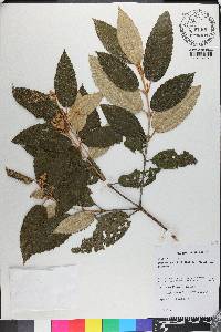 Miconia hyemalis image