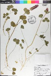 Trifolium incarnatum image