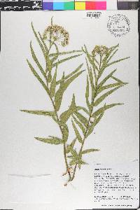 Hydrocotyle bowlesioides image