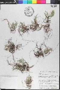 Selaginella arenicola image