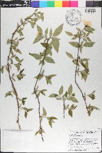 Philadelphus inodorus image