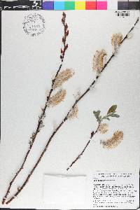 Salix chaenomeloides image