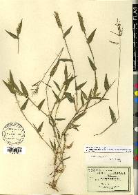 Urochloa reptans image