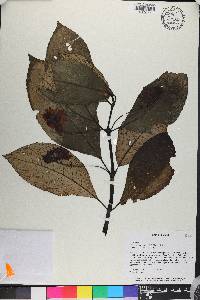 Gasteranthus glaber image