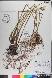 Cyperus haspan image