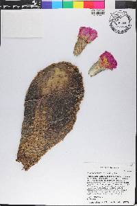 Opuntia basilaris image