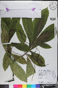 Alstonia macrophylla image