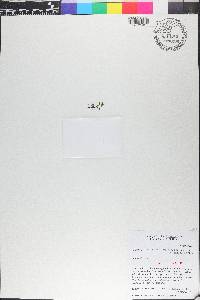 Didymoglossum punctatum image
