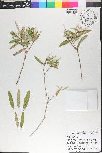 Croton linearis image