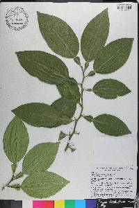 Citrus aurantium image