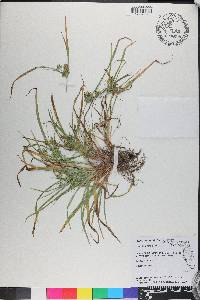 Cyperus hyalinus image